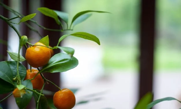 3 gode råd til en flot havepavillon